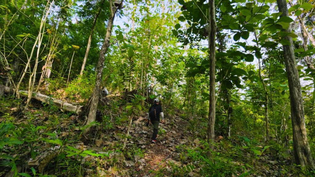 Incomplete/ Buhisan Mini Forest Loop